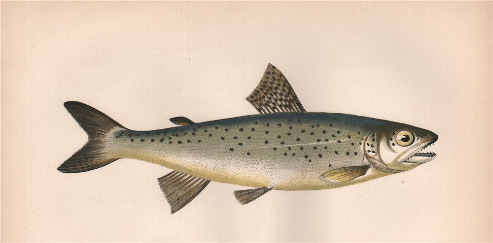 LOCHLEVEN BROWN TROUT. Salmo Trutta trutta, Salmo Caecifer. COUCH. Fish 1862